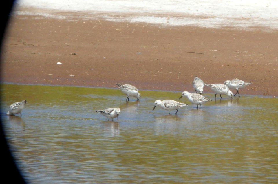 DSCN5928 c Sanderling Kahuku Aqua Ponds HI 3-16-2015