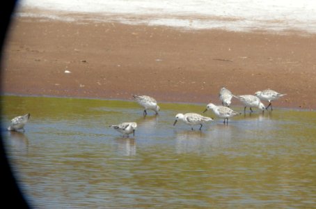 DSCN5928 c Sanderling Kahuku Aqua Ponds HI 3-16-2015