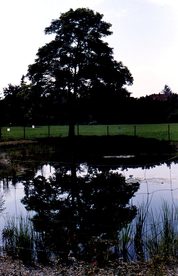 Praktica MTL5 + Helios-44M-4 - Tree and Reflection