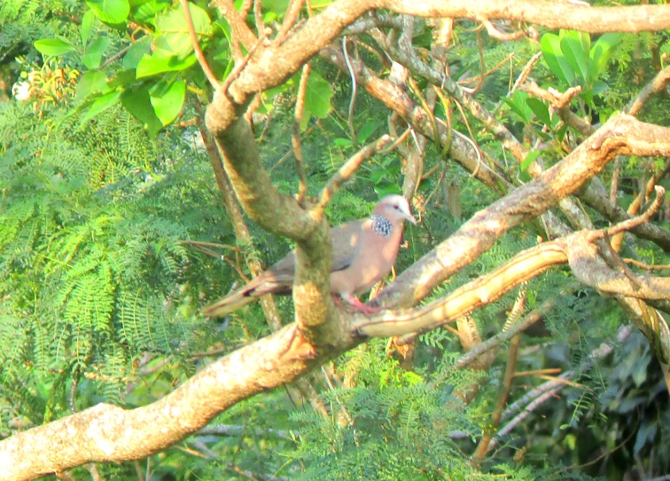 IMG 1225 c Spotted Dove Pearl Harbor NWR Honolulu Co HI 3-19-2015
