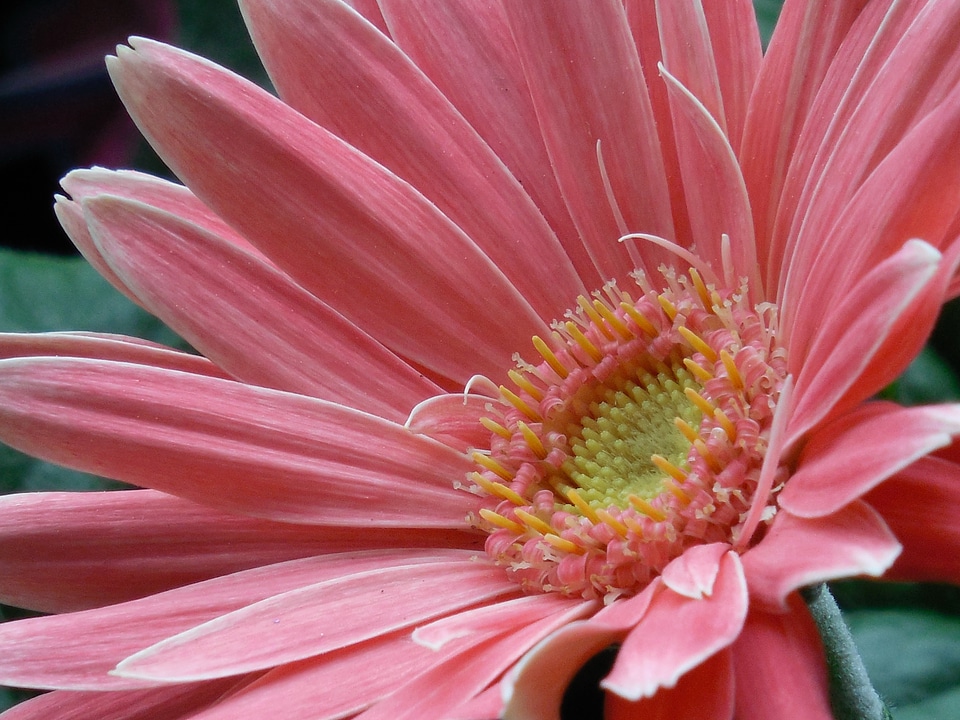 Floral red bouquet