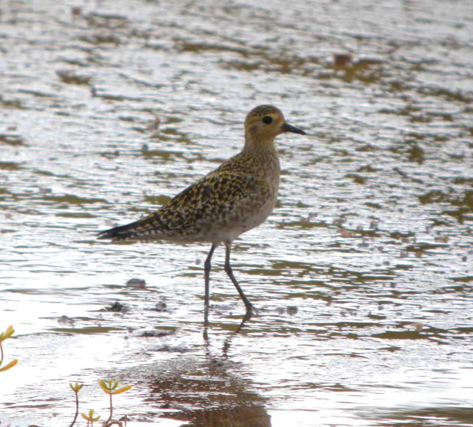 DSCN5810 c Pacific Golden-Plover Kahuku Aqua Ponds Honolulu Co HI 3-12-2015