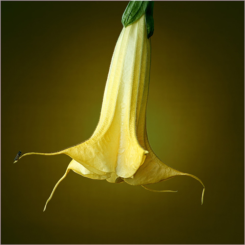 Nature plant datura
