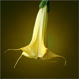 Nature plant datura