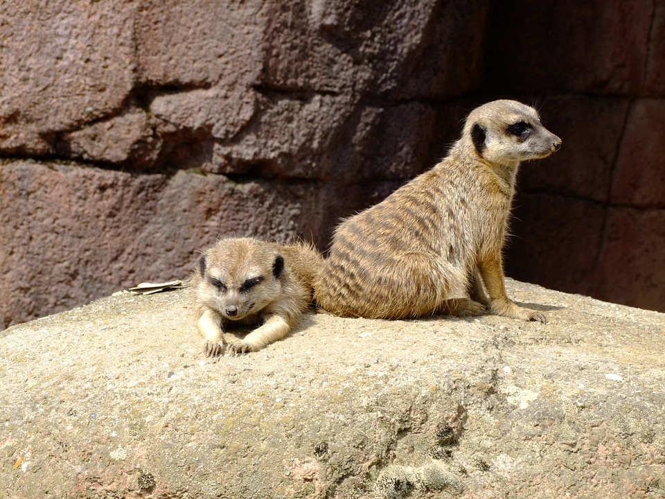 Animals nature timon