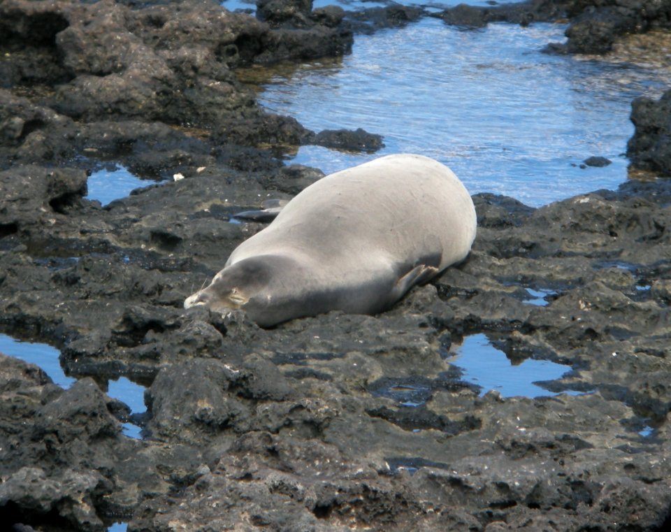DSCN5889 c Monk Seal Ka'ena SP Honolulu Co HI 3-15-2015