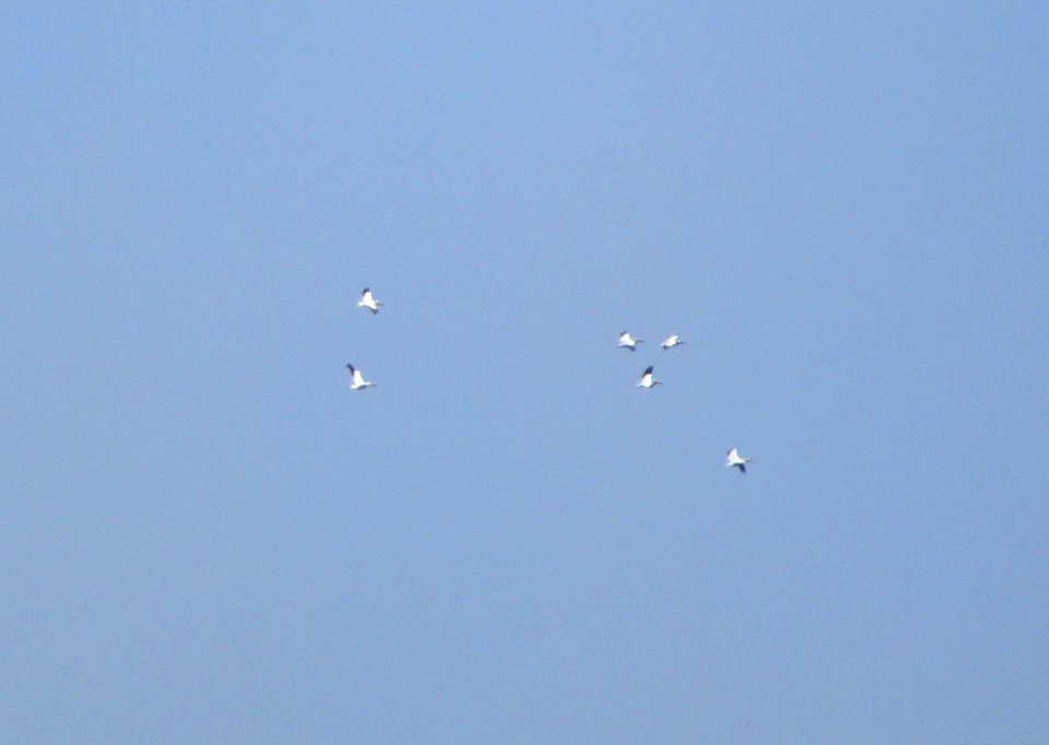 IMG 1315 c American White Pelican Willow Slough FWA IN 4-1-2015