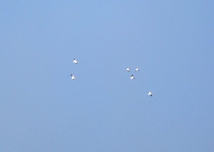 IMG 1315 c American White Pelican Willow Slough FWA IN 4-1-2015
