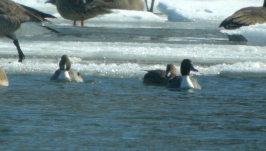 DSCN5677 C Northern Pintail Aroma Park IL 2-28-2015