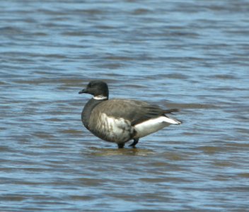 DSCN5863 c Brant Kahuku Aqua Ponds Honolulu Co HI 3-12-2015