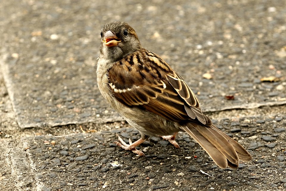 CanonEOS7DMarkII - Spatz 002