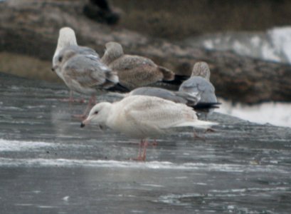 DSCN5752 c Glaucous Gull Dam Wilmington IL 3-7-2015