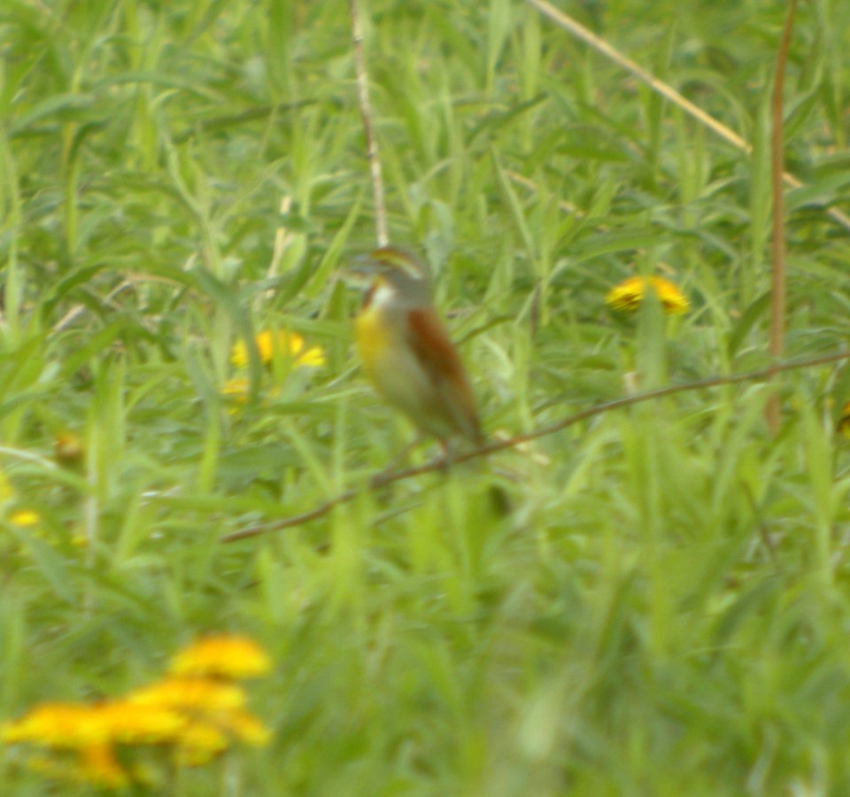 DSCN6578 c Dickcissel Pembroke Twp Kankakee Co IL 5-5-2015