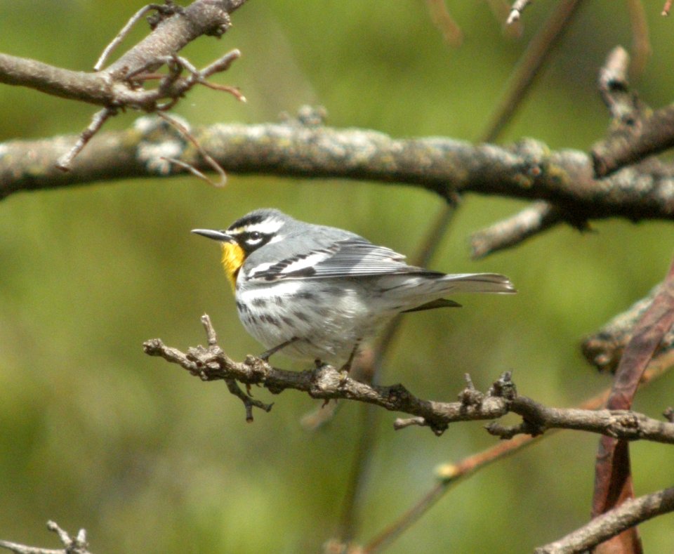 DSCN6264 c Yellow-throated Warbler Kankakee River SP (Will Co) IL 4-22-2015