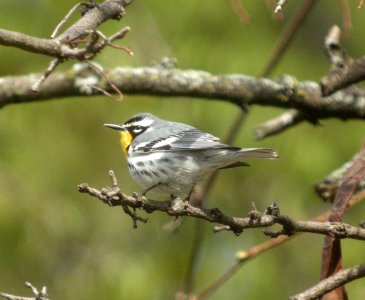 DSCN6264 c Yellow-throated Warbler Kankakee River SP (Will Co) IL 4-22-2015