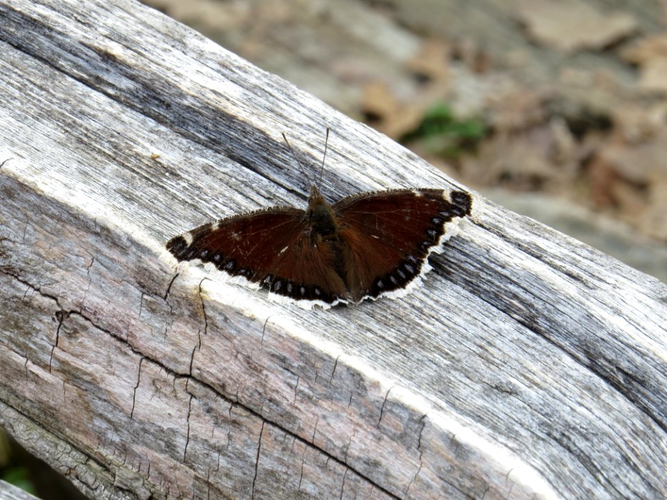 Mourning Cloak Butterfly