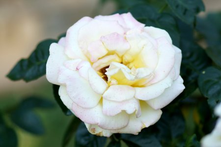 DSC05433