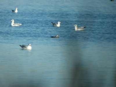 DSCN5347 Long-tailed Duck Cherry Creek SP CO 12-12-2014