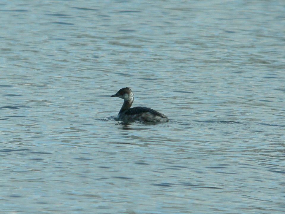 DSCN6040 c Horned Grebe Kankakee IL 3-27-2015