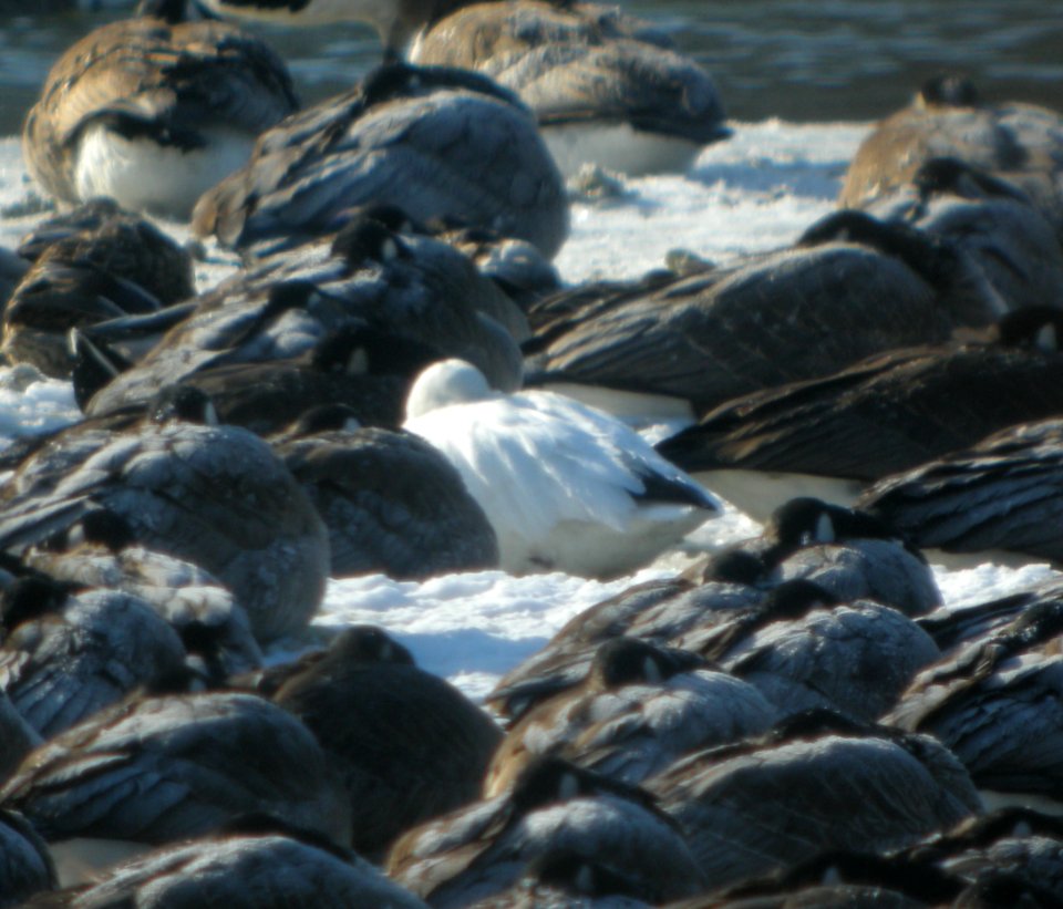 DSCN5740 c Snow Goose Aroma Park IL 3-6-2015