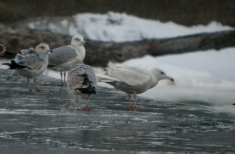 DSCN5757 c Glaucous Gull Dam Wilmington IL 3-7-2015