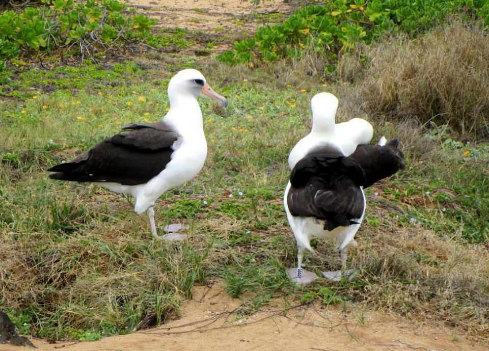 IMG 1196 c Laysan Albatross Ka'ena SP Honolulu Co HI 3-15-2015