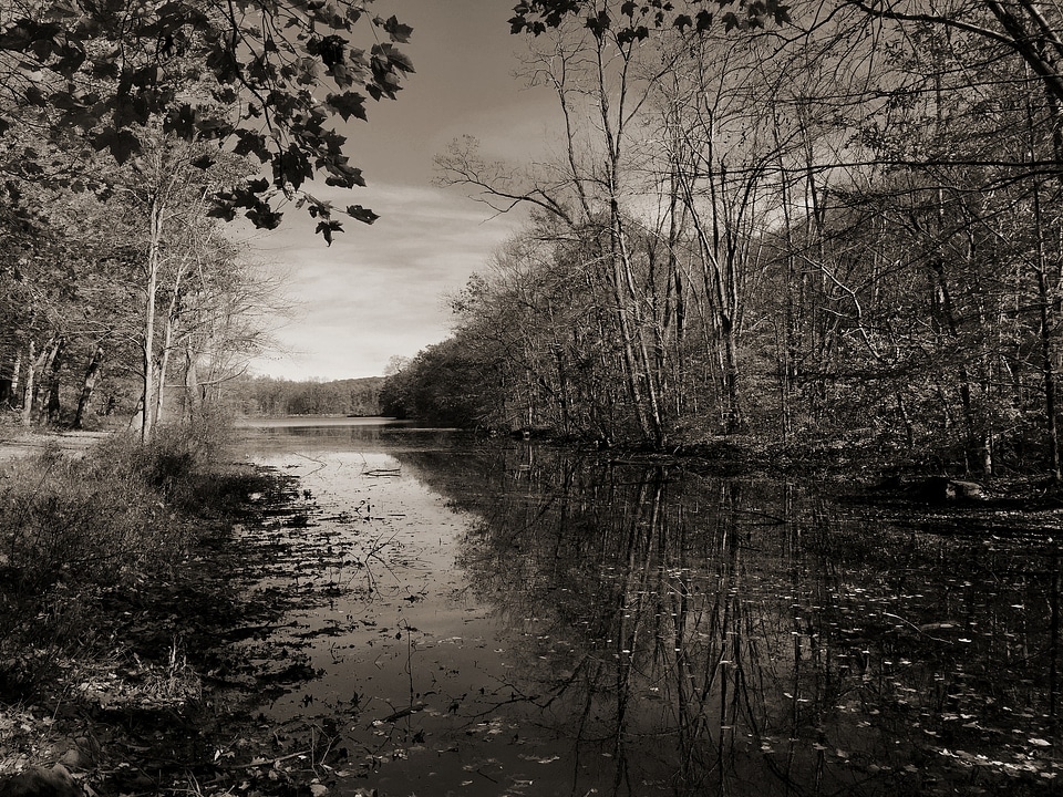 Water black and white trees