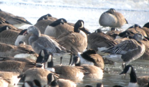 DSCN5551 c Snow Goose  Aroma Park IL 2-15-2015