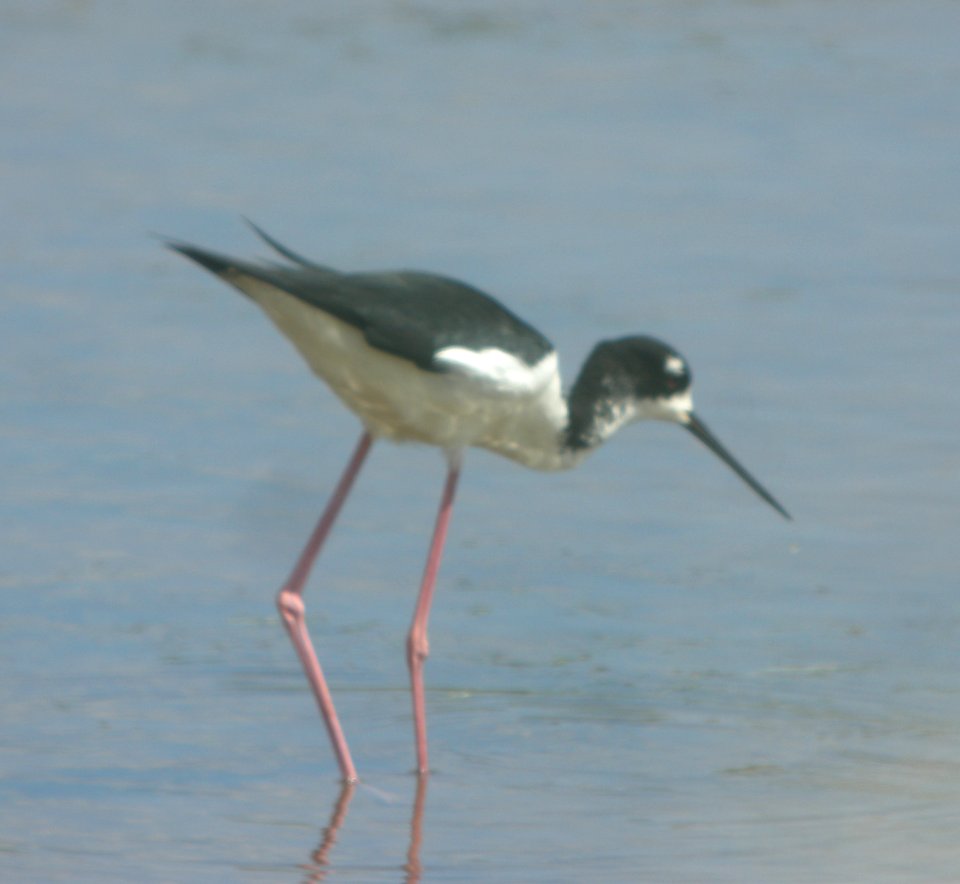 DSCN6005 c Black-necked Stilt Kahuku Aqua Ponds HI 3-22-2015