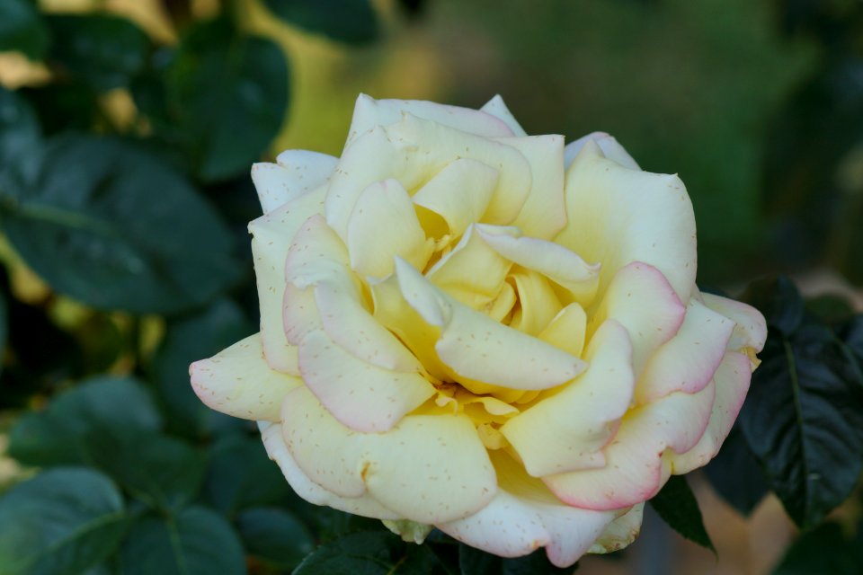 DSC05431