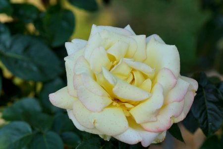 DSC05431