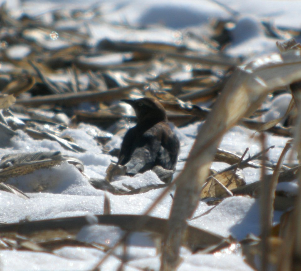 DSCN5663 c Rusty Blackbird Aroma Park IL 2-27-2015