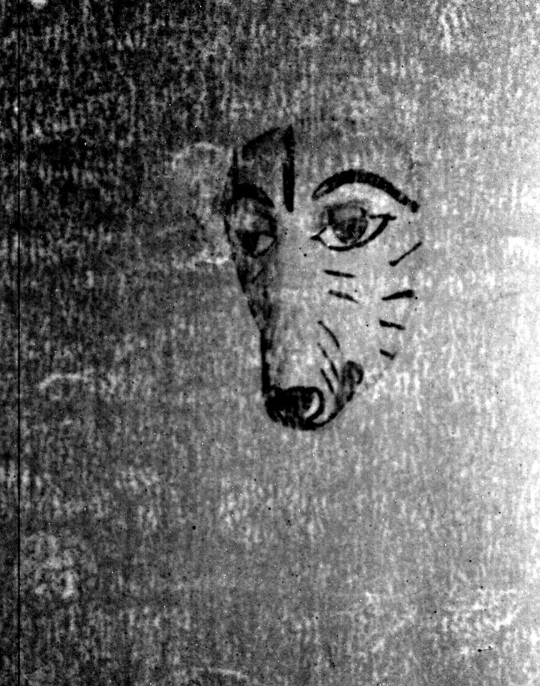 Holga 120FN + very olf film - Coyote Mask