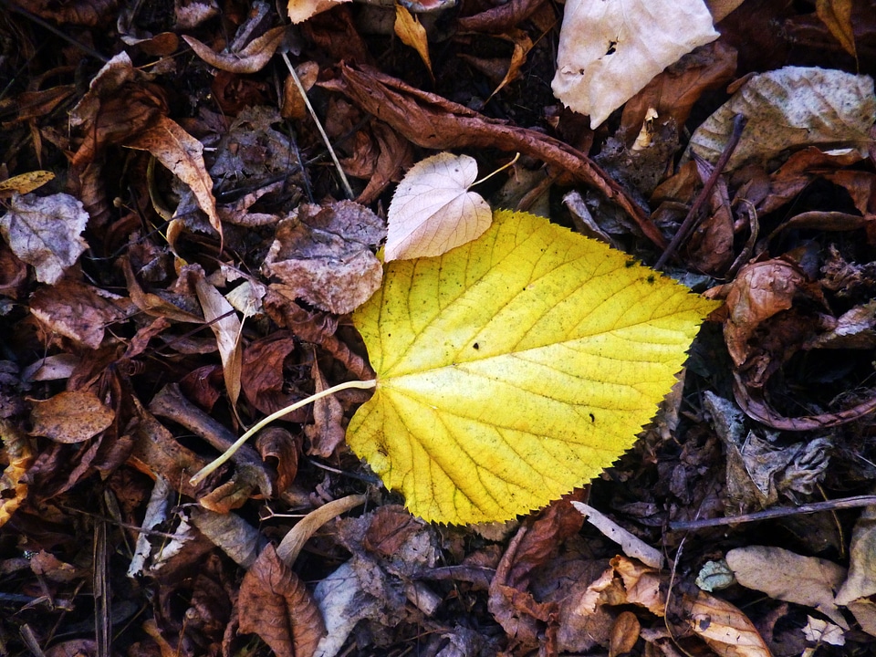 Yellow ground foliage