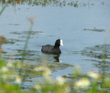 DSCN5873 c Hawaiian Coot Kahuku Aqua Ponds Honolulu Co HI 3-12-2015