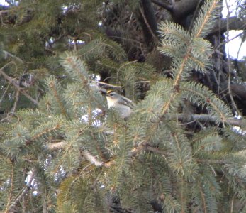 IMG 1044 c Golden-crowned Kinglet  Kankakee IL 1-19-2015
