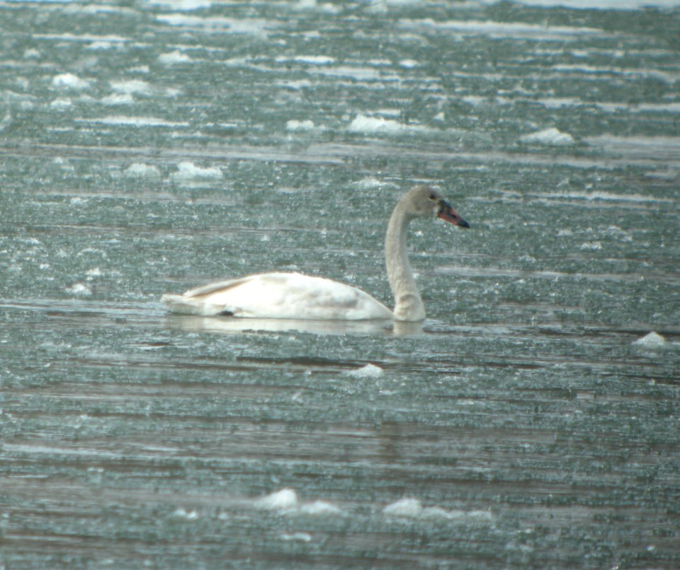 DSCN5609 c Tundra Swan Kankakee River SP IL 2-24-2015