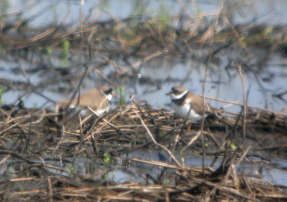 DSCN6610 c Semipalmated Plover Whispering Willows Bourbonnais IL 5-6-2015