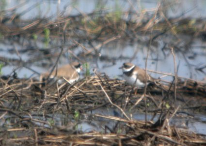DSCN6610 c Semipalmated Plover Whispering Willows Bourbonnais IL 5-6-2015