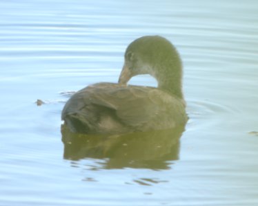 DSCN5919 c Hawaiian Coot Kahuku Aqua Ponds HI 3-16-2015