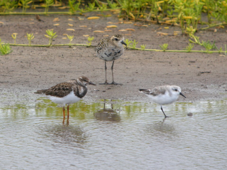 DSCN5850 c Ruddy Turnstone Pacific Golden-Plover Sanderling Kahuku Aqua Ponds Honolulu Co HI 3-12-2015