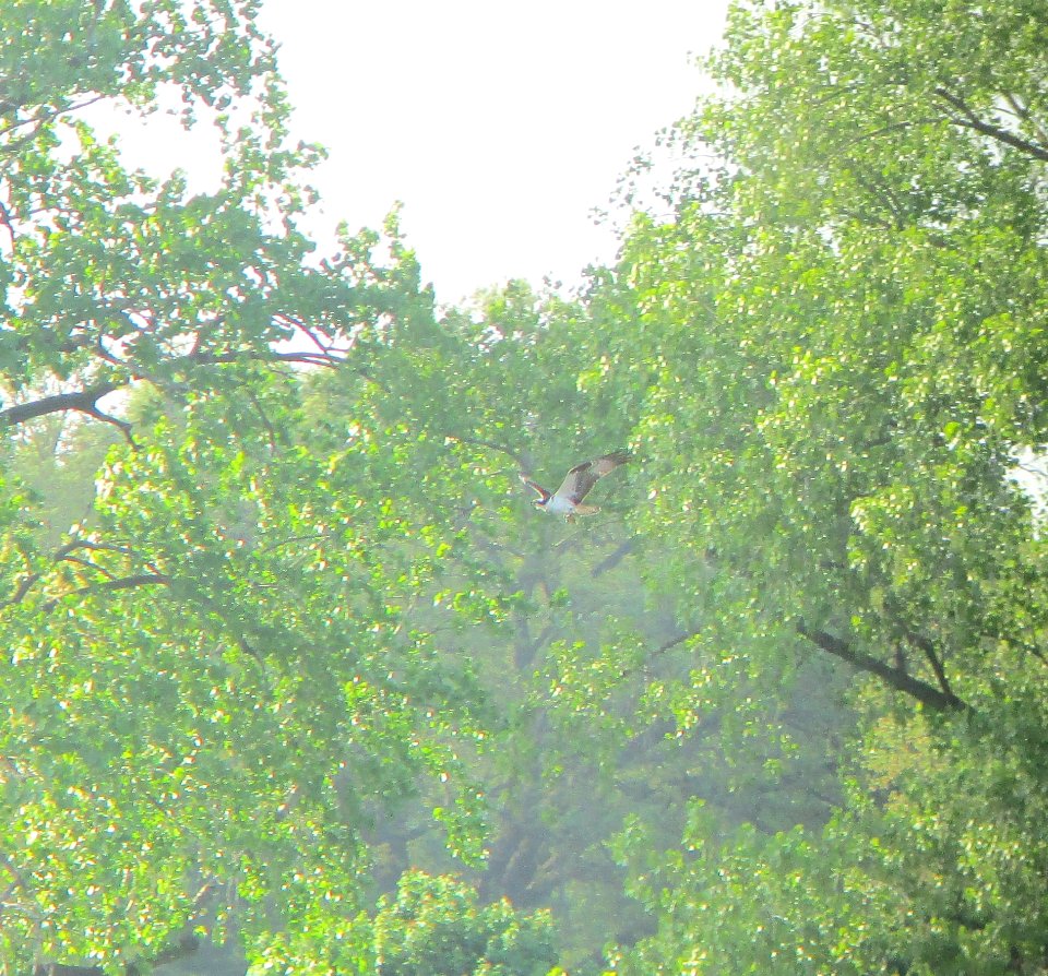 IMG 1511 c Osprey Kankakee IL 5-10-2015