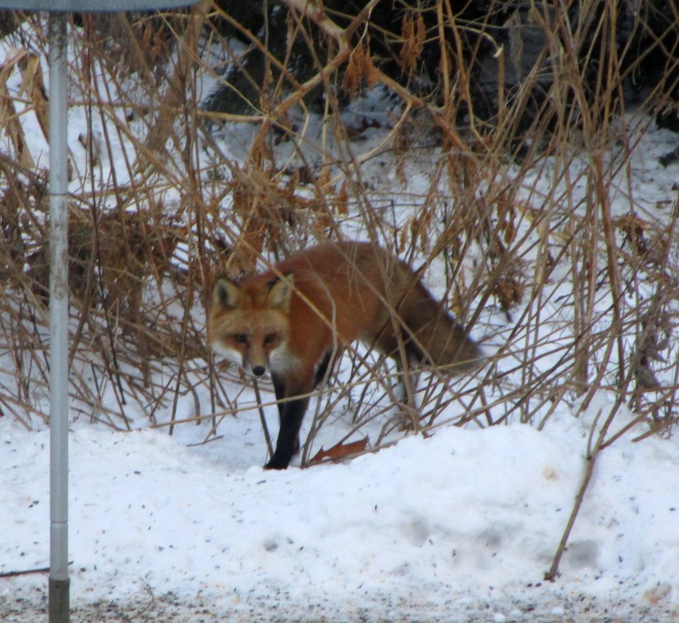 IMG 1007 c Red Fox  Kankakee IL 1-16-2015