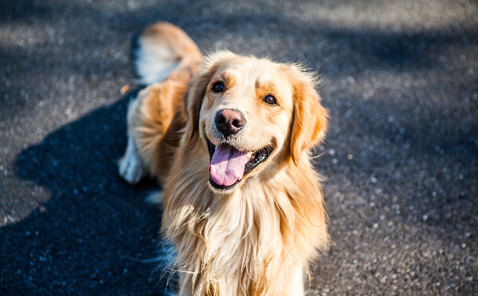 Golden cute moe