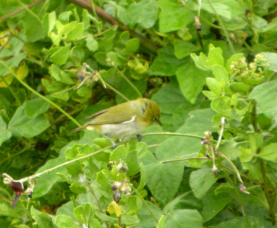 DSCN5816 c Japanese White-eye Kahuku Aqua Ponds Honolulu Co HI 3-12-2015