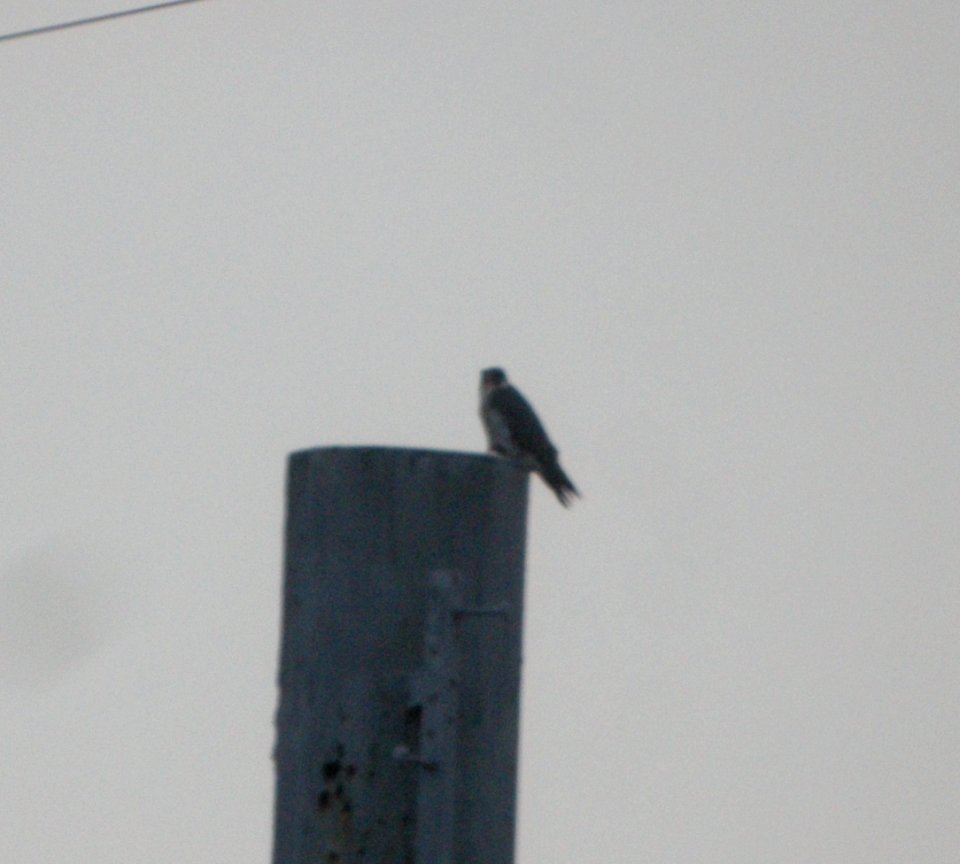 DSCN5430 c Peregrine Falcon  Kankakee IL 12-30-2014