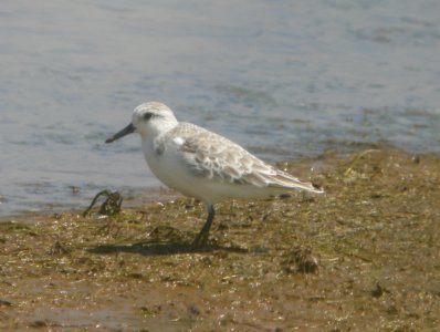 DSCN6002 c Sanderling Kahuku Aqua Ponds HI 3-22-2015