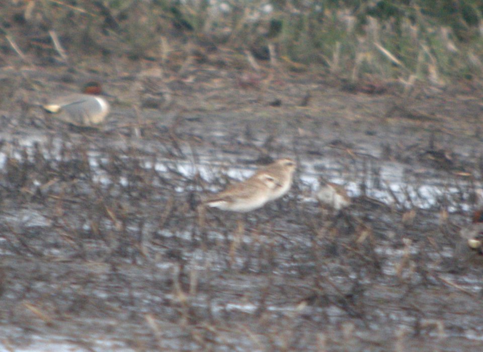 DSCN6145 c American Golden-Plover TNC Kankakee Sands IN 4-9-2015