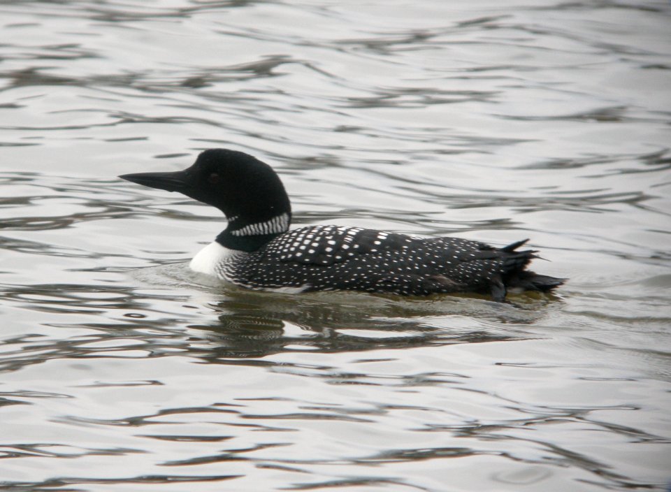 DSCN6337 c Common Loon Kankakee IL 4-25-2015