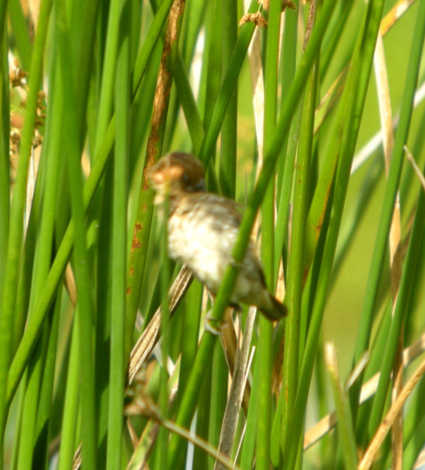 DSCN5877 c Scaly-breasted Munia Kahuku Aqua Ponds Honolulu Co HI 3-12-2015